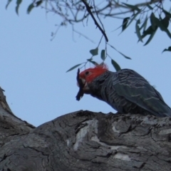 Callocephalon fimbriatum at Hughes, ACT - suppressed