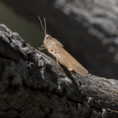 Goniaea australasiae (Gumleaf grasshopper) at The Pinnacle - 17 Dec 2018 by AlisonMilton