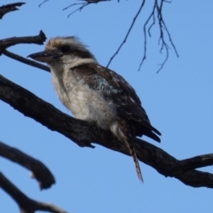 Dacelo novaeguineae (Laughing Kookaburra) at Deakin, ACT - 18 Dec 2018 by JackyF