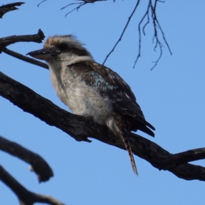 Dacelo novaeguineae (Laughing Kookaburra) at Deakin, ACT - 18 Dec 2018 by JackyF