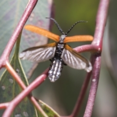 Porrostoma sp. (genus) (Lycid, Net-winged beetle) at Dunlop, ACT - 17 Dec 2018 by AlisonMilton