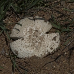 zz agaric (stem; gills white/cream) at Dunlop, ACT - 17 Dec 2018 by Alison Milton