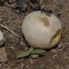 zz puffball at Dunlop, ACT - 17 Dec 2018 by Alison Milton