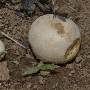 zz puffball at Dunlop, ACT - 17 Dec 2018