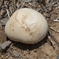 zz puffball at Dunlop, ACT - 17 Dec 2018