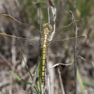 Orthetrum caledonicum at Dunlop, ACT - 17 Dec 2018 01:42 PM