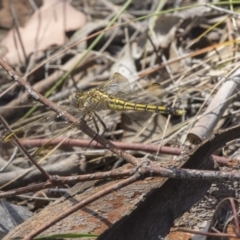 Orthetrum caledonicum at Dunlop, ACT - 17 Dec 2018 01:42 PM