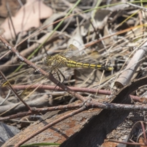 Orthetrum caledonicum at Dunlop, ACT - 17 Dec 2018 01:42 PM