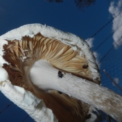 zz agaric (stem; gills white/cream) at Hawker, ACT - 17 Dec 2018 by AlisonMilton