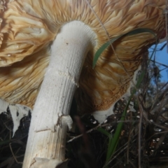 zz agaric (stem; gills white/cream) at Hawker, ACT - 17 Dec 2018