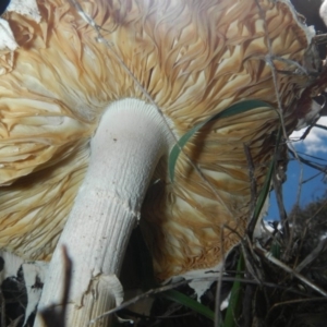 zz agaric (stem; gills white/cream) at Hawker, ACT - 17 Dec 2018