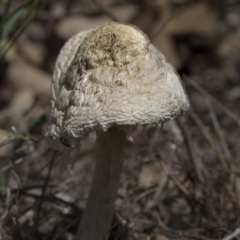 zz agaric (stem; gills white/cream) at Hawker, ACT - 17 Dec 2018