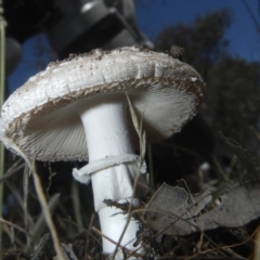 Amanita sp. (Amanita sp.) at Hawker, ACT - 17 Dec 2018 by Alison Milton