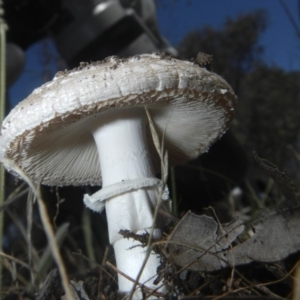 Amanita sp. at Hawker, ACT - 17 Dec 2018 01:33 PM