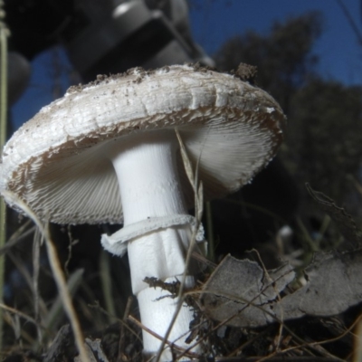 Amanita sp. (Amanita sp.) at The Pinnacle - 17 Dec 2018 by Alison Milton