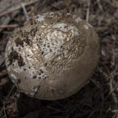 Amanita sp. at Hawker, ACT - 17 Dec 2018 01:33 PM