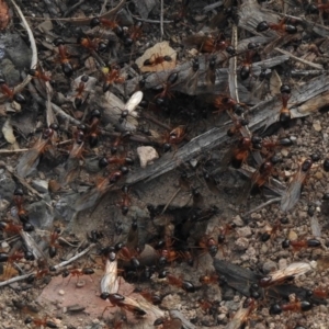 Camponotus consobrinus at Aranda, ACT - 19 Dec 2018 06:01 PM