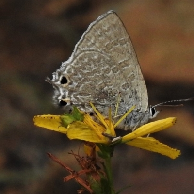 Jalmenus icilius (Amethyst Hairstreak) at Cotter River, ACT - 11 Dec 2018 by JohnBundock