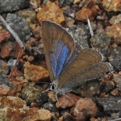 Jalmenus icilius at Cotter River, ACT - 12 Dec 2018