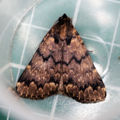 Mormoscopa phricozona (A Herminiid Moth) at O'Connor, ACT - 19 Dec 2018 by ibaird