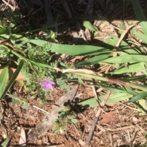 Erodium cicutarium at Griffith, ACT - 18 Dec 2018