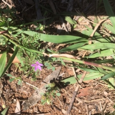 Erodium cicutarium (Common Storksbill, Common Crowfoot) at Griffith, ACT - 17 Dec 2018 by AlexKirk