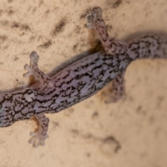 Christinus marmoratus (Southern Marbled Gecko) at Chapman, ACT - 18 Dec 2018 by SWishart