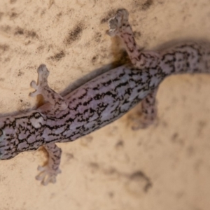 Christinus marmoratus at Chapman, ACT - 18 Dec 2018