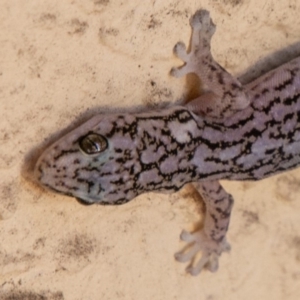 Christinus marmoratus at Chapman, ACT - 18 Dec 2018