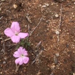 Convolvulus angustissimus subsp. angustissimus (Australian Bindweed) at Griffith, ACT - 16 Dec 2018 by AlexKirk