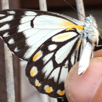 Belenois java (Caper White) at Lower Boro, NSW - 16 Dec 2018 by mcleana