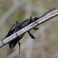 Ferreola handschini (Orange-collared Spider Wasp) at Tharwa, ACT - 9 Dec 2018 by michaelb