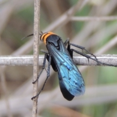 Ferreola handschini at Tharwa, ACT - 9 Dec 2018