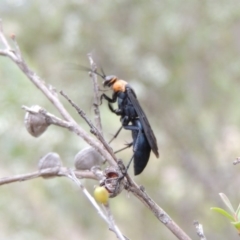 Ferreola handschini at Tharwa, ACT - 9 Dec 2018