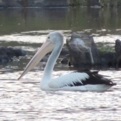 Pelecanus conspicillatus (Australian Pelican) at Bullen Range - 18 Dec 2018 by michaelb