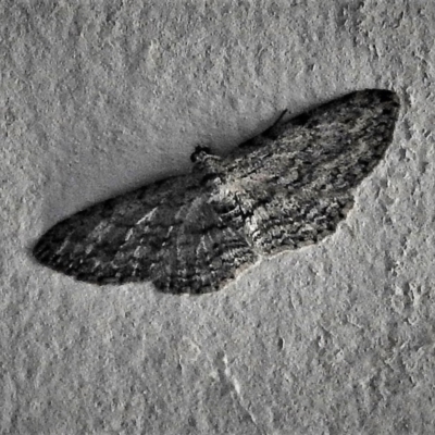 Psilosticha pristis (Little Brown Bark Moth) at Paddys River, ACT - 14 Dec 2018 by JohnBundock