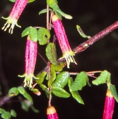 Correa reflexa var. reflexa (Common Correa, Native Fuchsia) at Genoa, VIC - 6 Aug 1998 by BettyDonWood