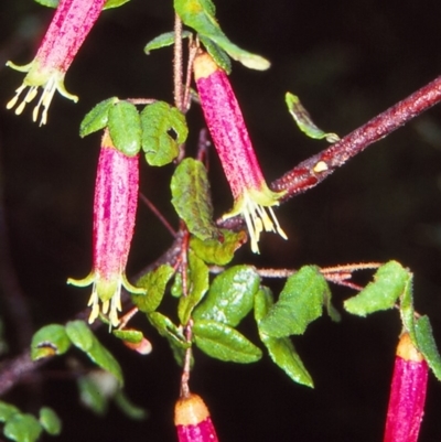 Correa reflexa var. reflexa (Common Correa, Native Fuchsia) at Genoa, VIC - 7 Aug 1998 by BettyDonWood