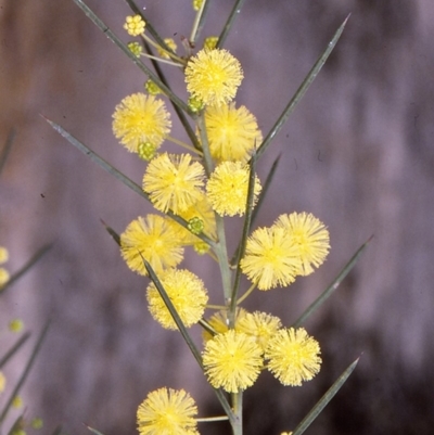 Acacia genistifolia (Early Wattle) at Nadgee, NSW - 6 Jul 1996 by BettyDonWood