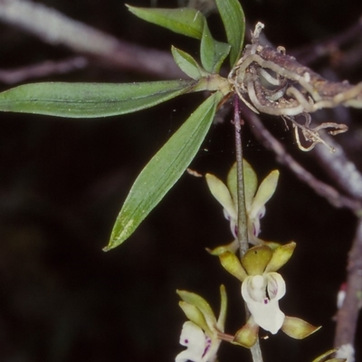 Sarcochilus australis (Butterfly Orchid) at Wangarabell, VIC - 25 Nov 1999 by BettyDonWood