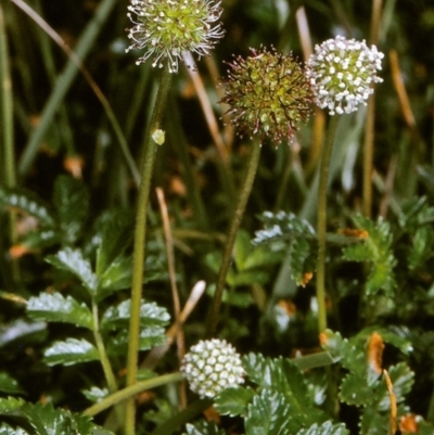 Acaena novae-zelandiae (Bidgee Widgee) at Green Cape, NSW - 19 Oct 1996 by BettyDonWood