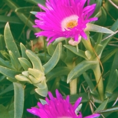 Carpobrotus glaucescens (Pigface) at Green Cape, NSW - 18 Oct 1996 by BettyDonWood