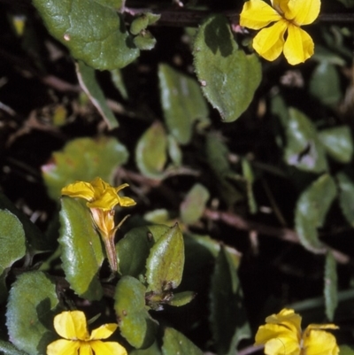 Goodenia ovata (Hop Goodenia) at Green Cape, NSW - 1 Jun 1996 by BettyDonWood