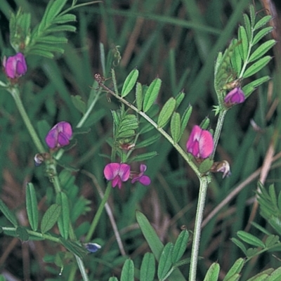 Vicia sativa subsp. nigra (Narrow-leaved Vetch) at Green Cape, NSW - 18 Oct 2003 by BettyDonWood