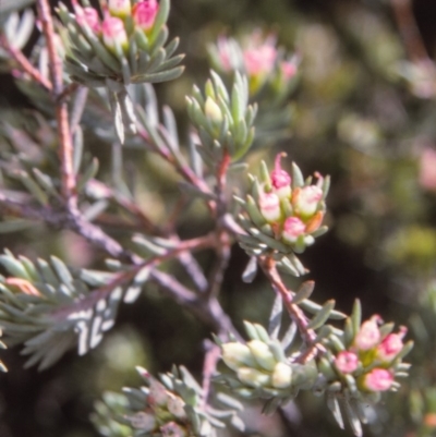 Darwinia camptostylis (Clustered Darwinia) at Green Cape, NSW - 7 Jul 1996 by BettyDonWood