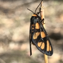 Amata (genus) (Handmaiden Moth) at Tuggeranong DC, ACT - 1 Dec 2018 by PeterR
