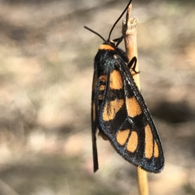 Amata (genus) (Handmaiden Moth) at Tuggeranong DC, ACT - 1 Dec 2018 by PeterR