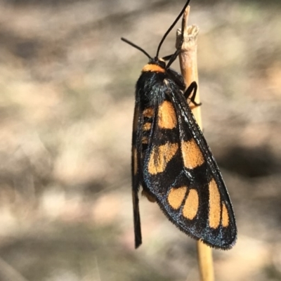 Amata (genus) (Handmaiden Moth) at Tuggeranong DC, ACT - 2 Dec 2018 by PeterR