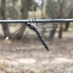 Suhpalacsa sp. (genus) (Owlfly) at Chifley, ACT - 2 Dec 2018 by PeterR