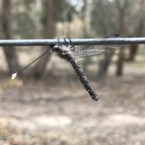 Suhpalacsa sp. (genus) at Chifley, ACT - 2 Dec 2018 12:01 PM